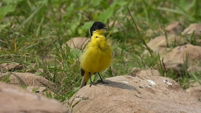 Western Yellow Wagtail (feldegg) - ML427637221