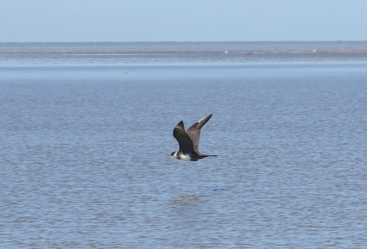 Pomarine Jaeger - ML427637801