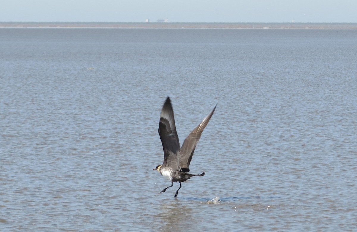 Pomarine Jaeger - ML427637861