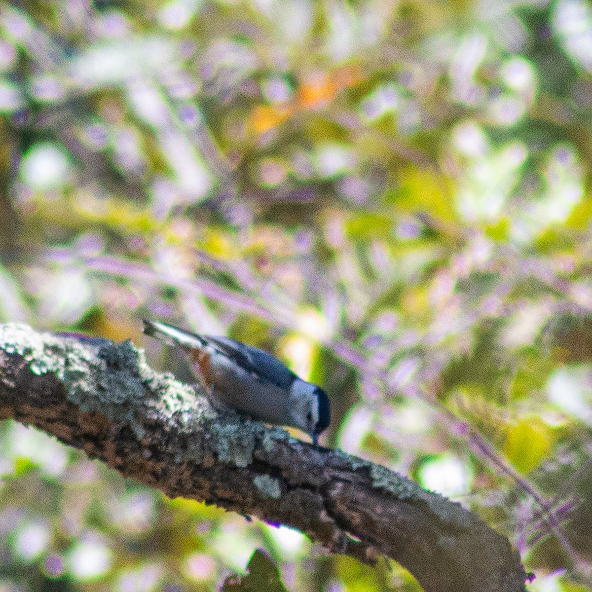 White-breasted Nuthatch - Ixin Cebada