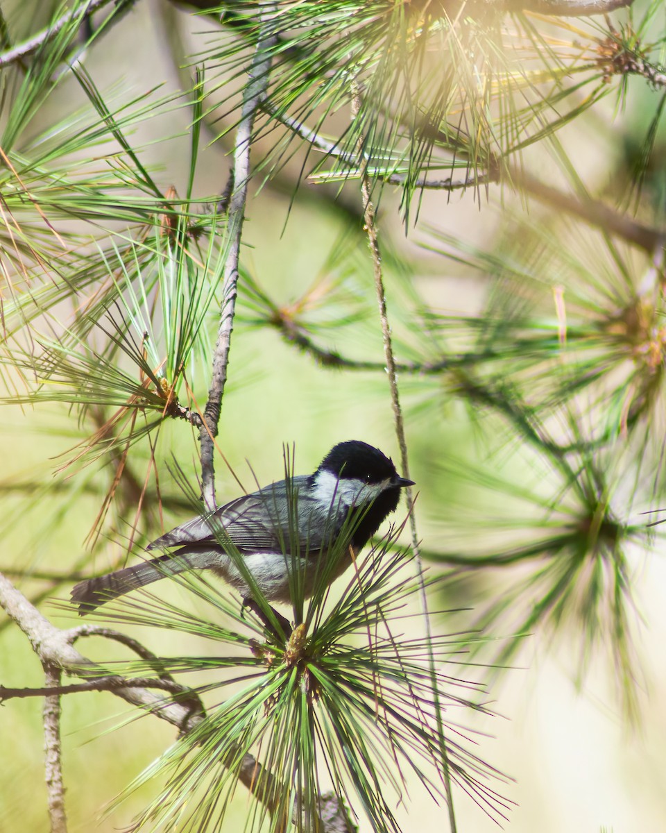 Mexican Chickadee - Ixin Cebada