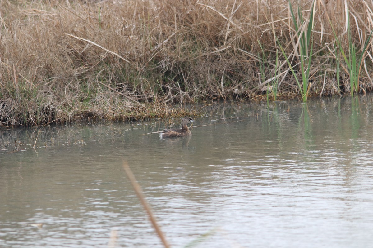 Pied-billed Grebe - ML427639681