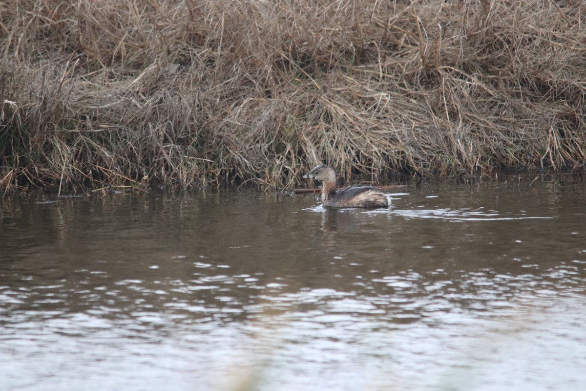 Pied-billed Grebe - ML427639701