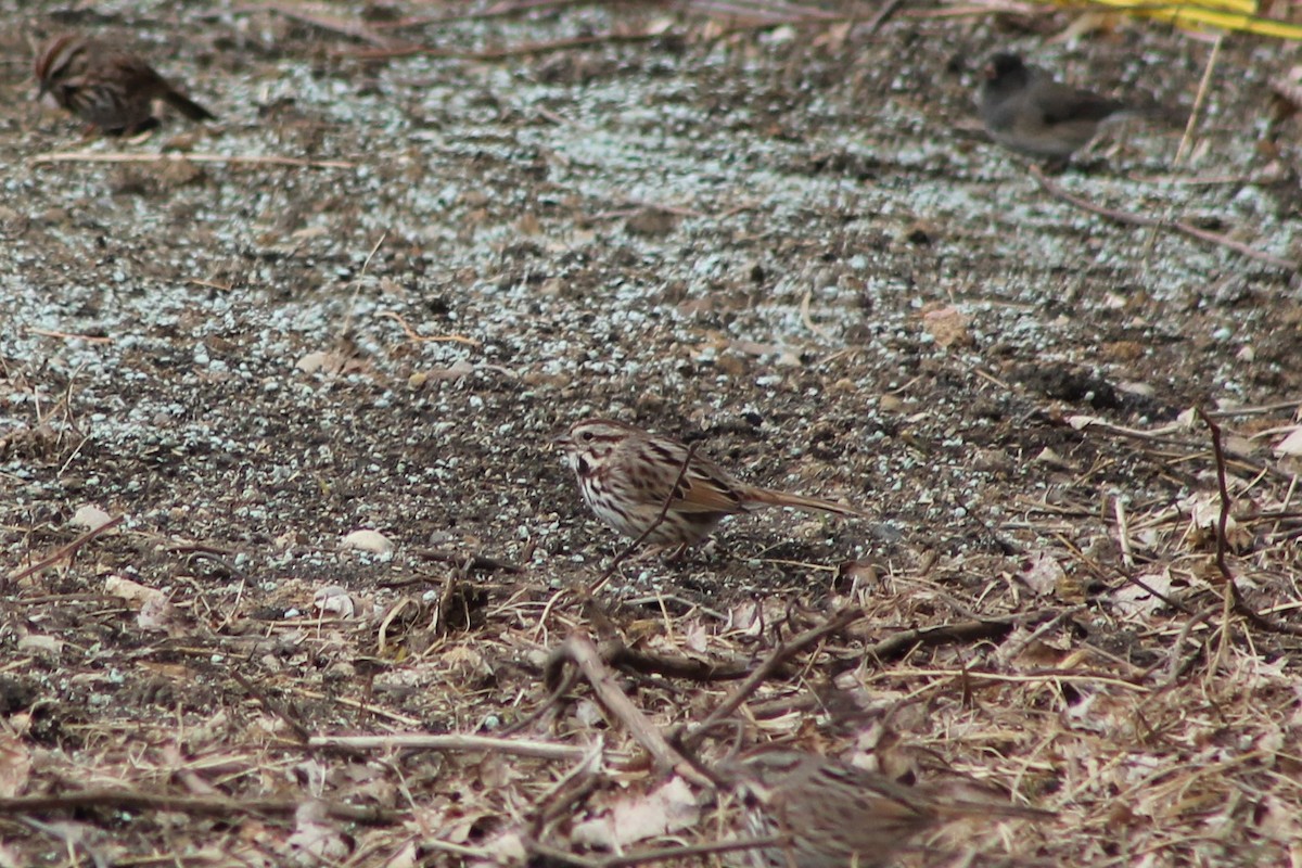 strnadec zpěvný (ssp. melodia/atlantica) - ML427640031