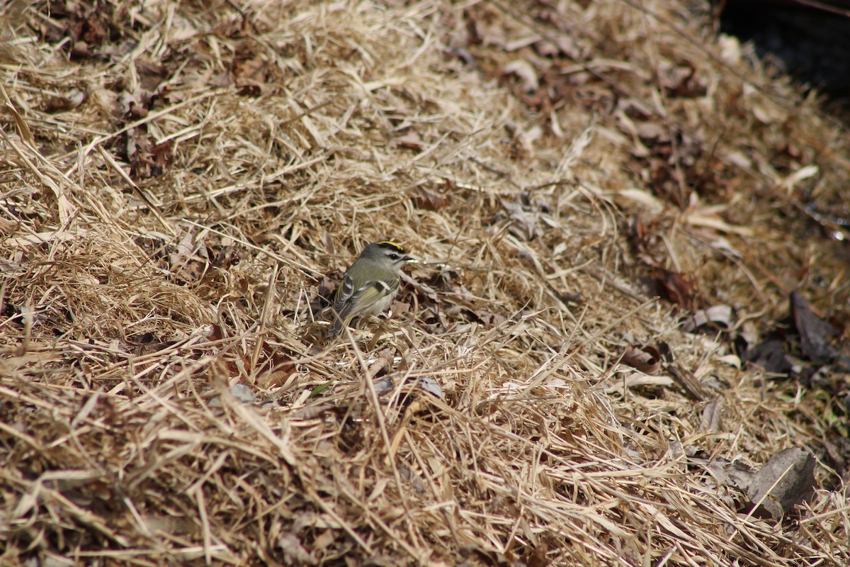 králíček zlatohlavý - ML427640451