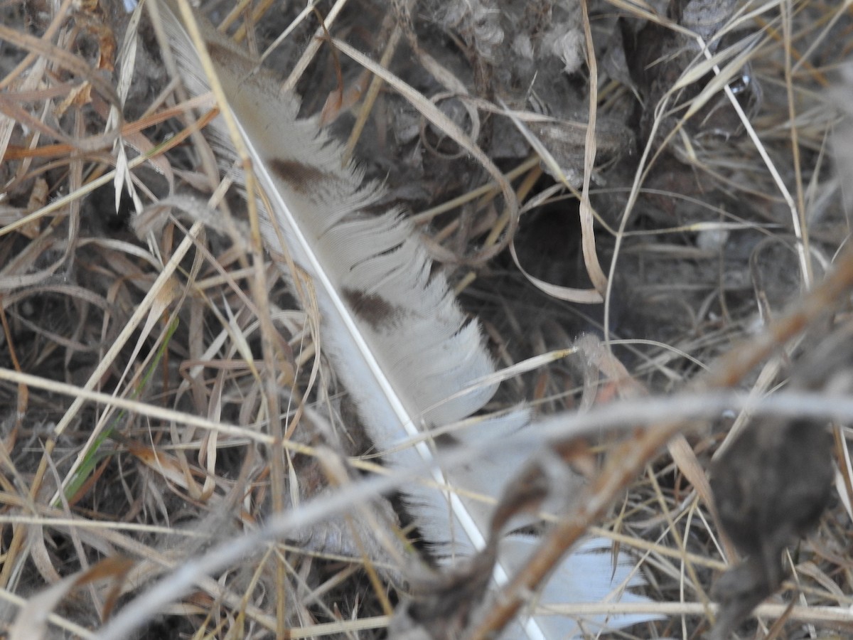 Barn Owl - ML427640651