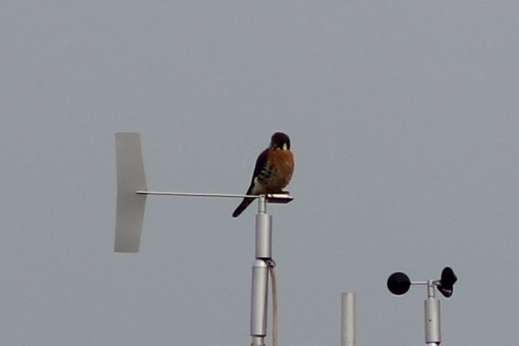 American Kestrel - ML427641031