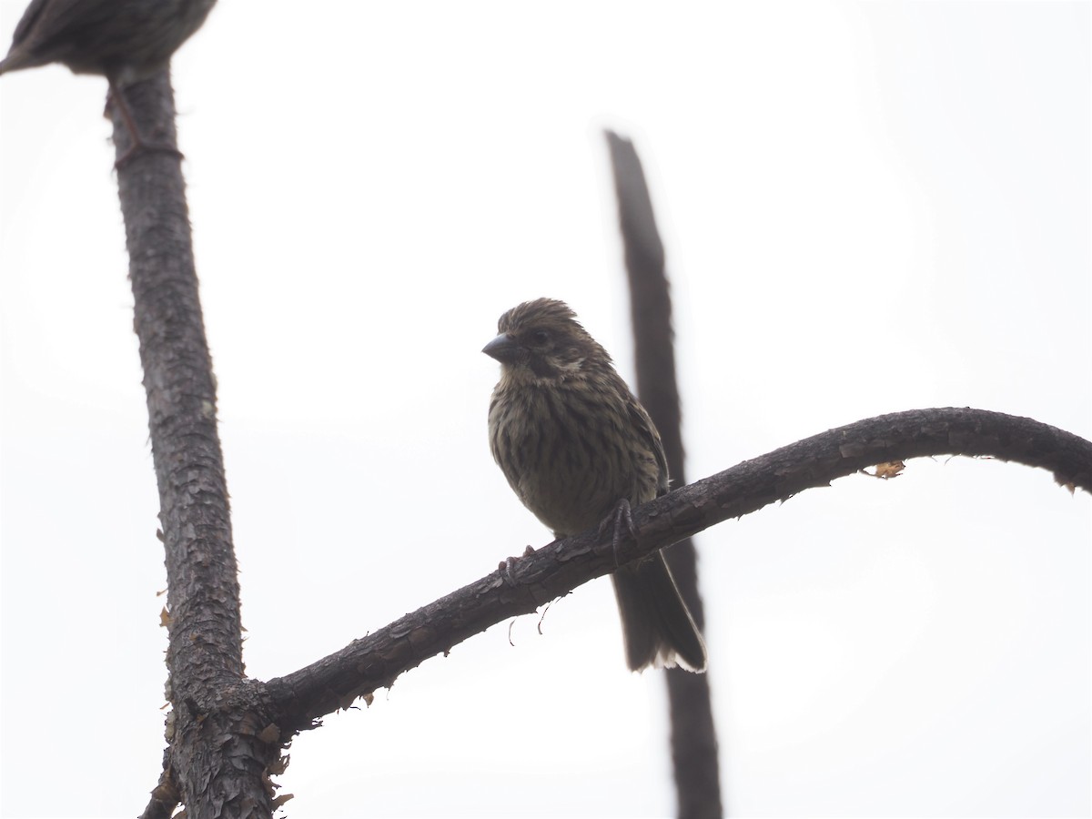 Streaky Seedeater - ML427641631