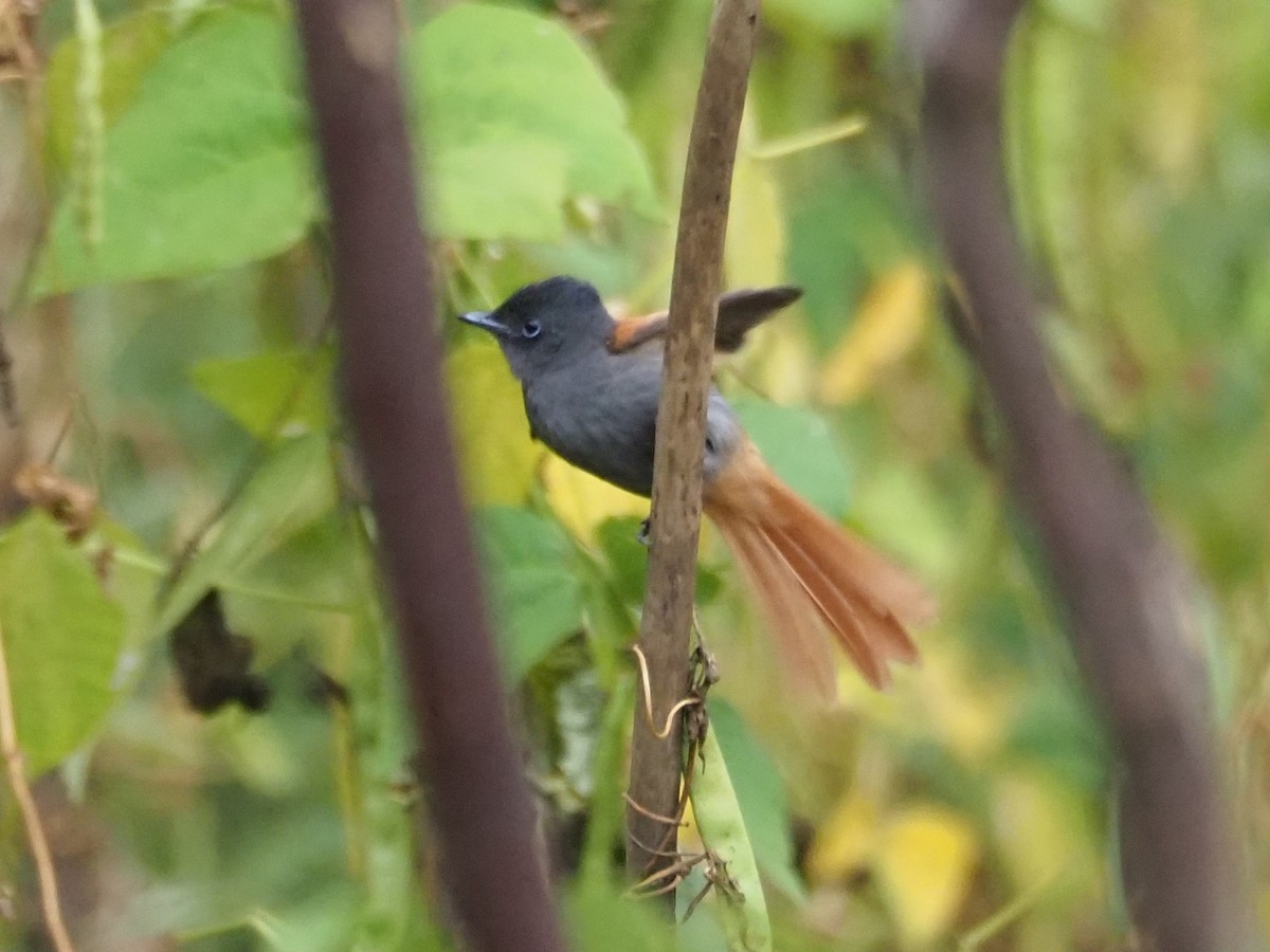 African Paradise-Flycatcher - ML427643501