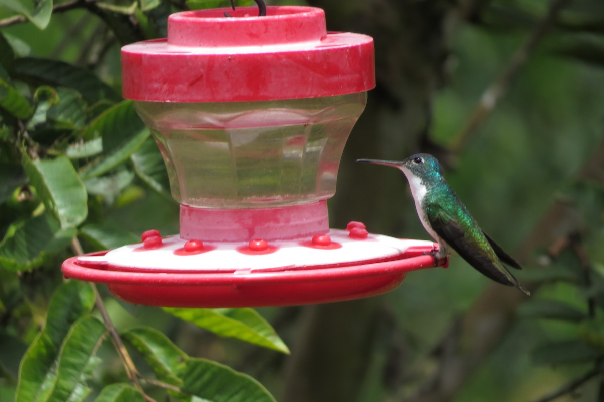 Andean Emerald - ML42764371