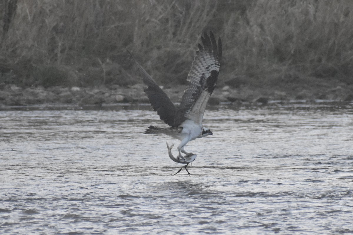 Osprey - Matthew Law