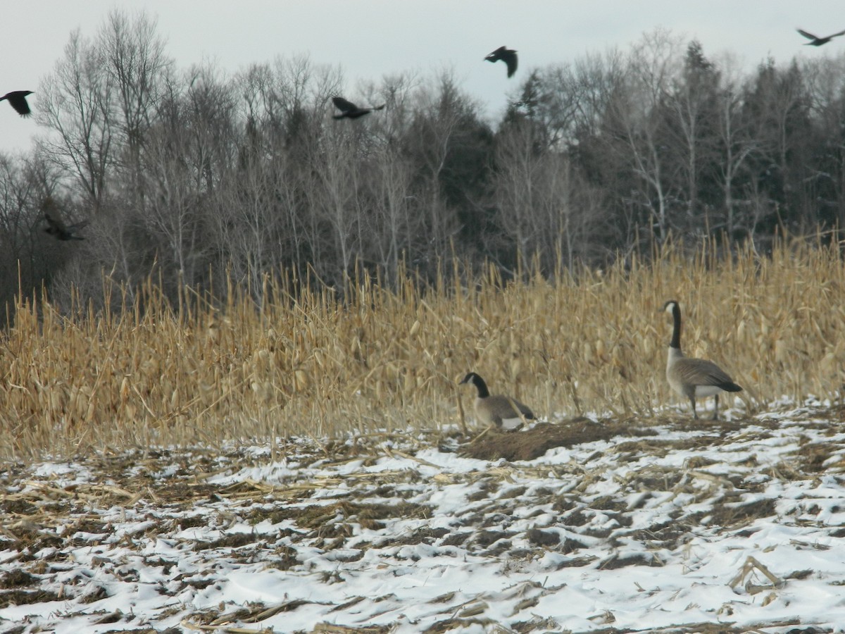 Canada Goose - ML427645561