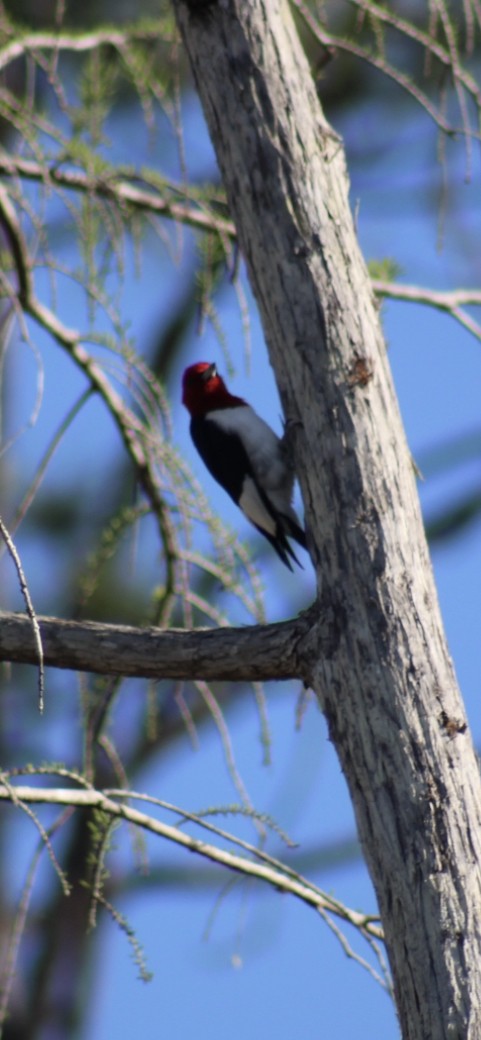 Red-headed Woodpecker - ML427647991