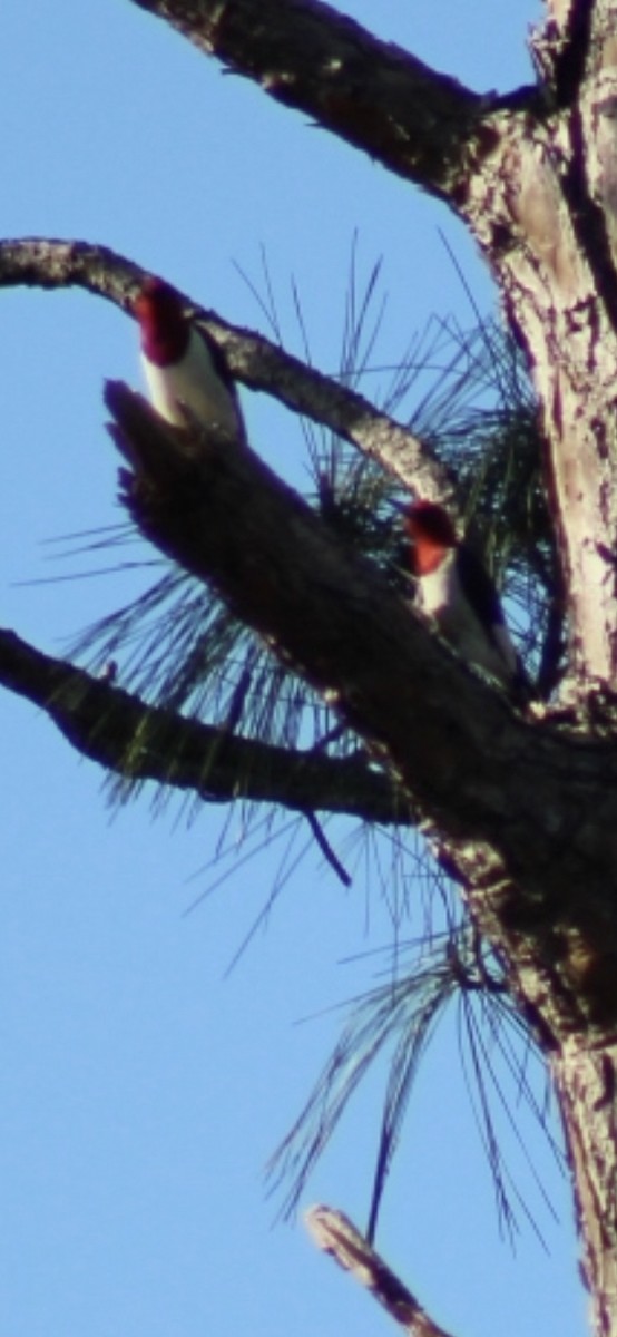 Red-headed Woodpecker - ML427648011
