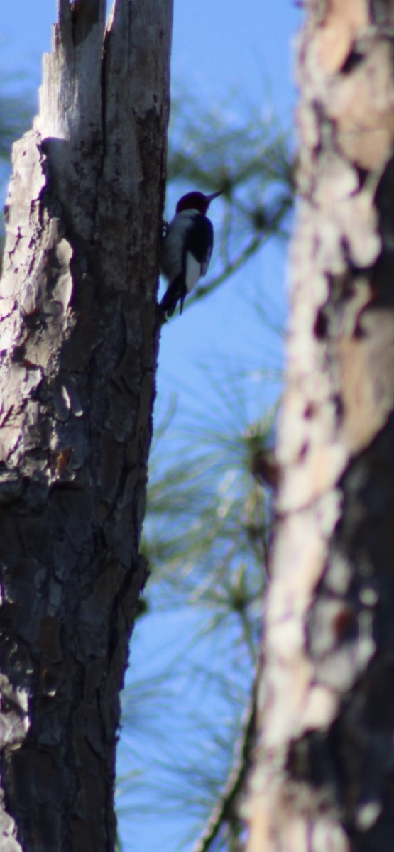Red-headed Woodpecker - ML427648021