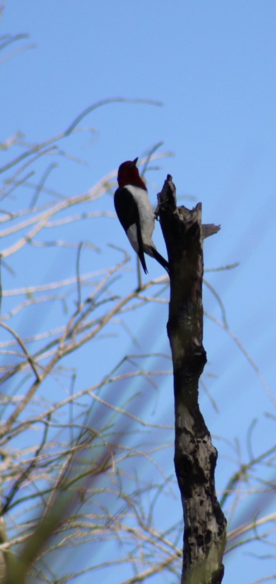 Red-headed Woodpecker - ML427648051