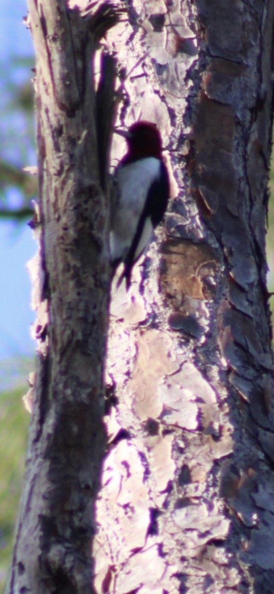 Red-headed Woodpecker - ML427648061