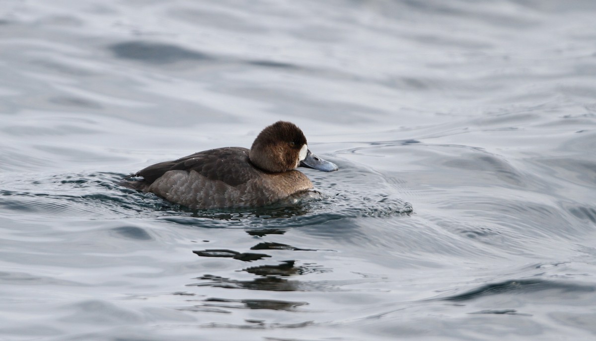 Greater Scaup - Jay McGowan