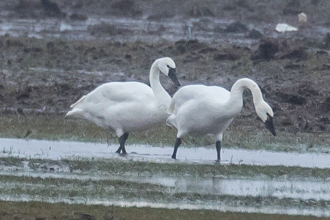 Tundra Swan - Ian Burgess