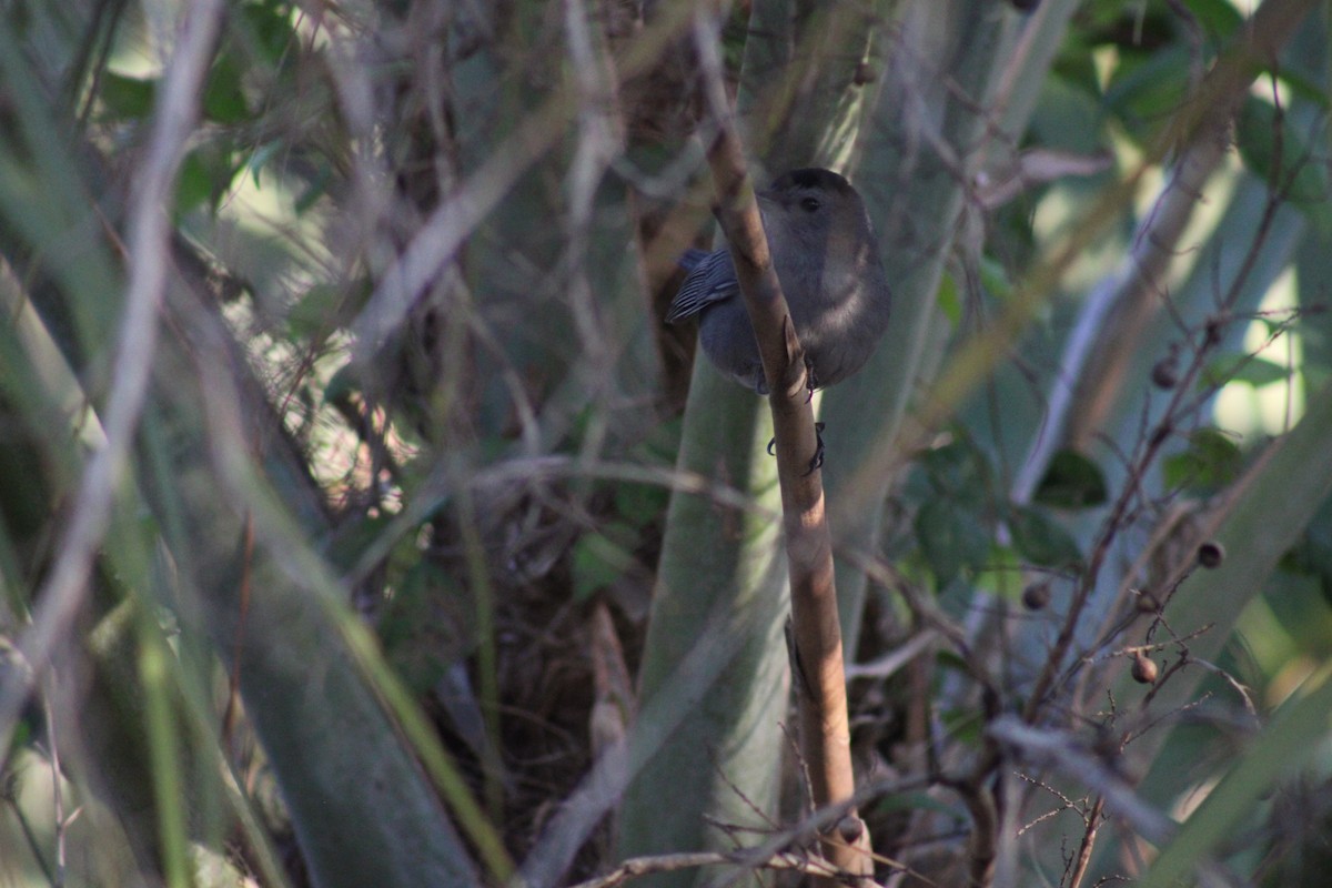 Gray Catbird - ML427650021