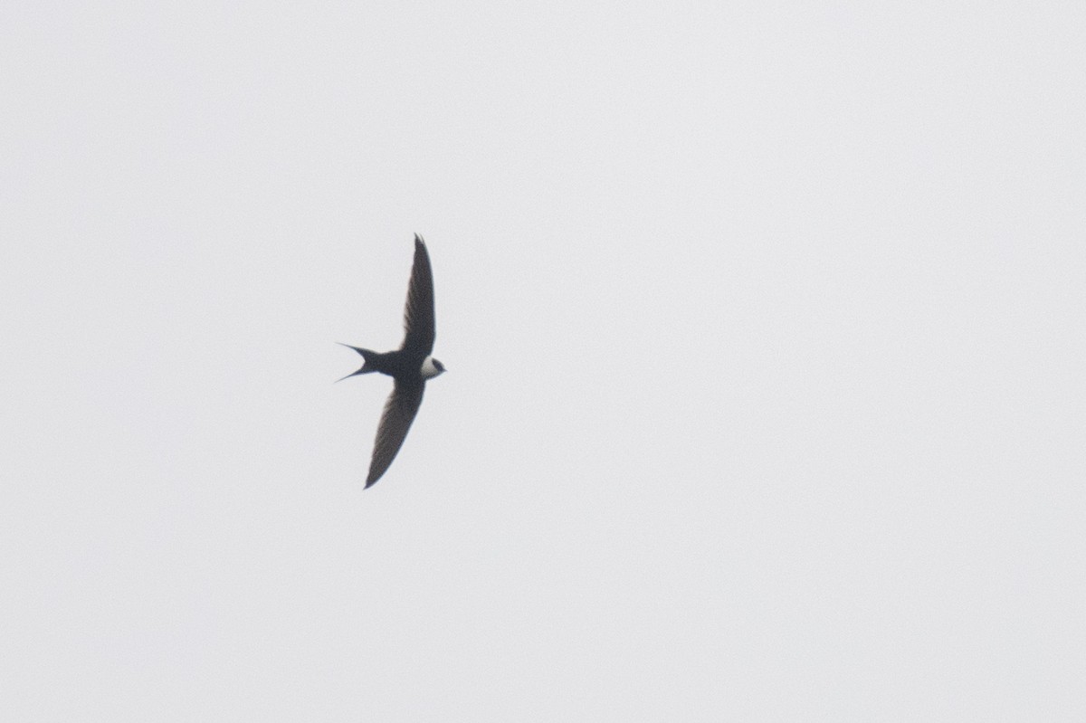 Great Swallow-tailed Swift - ML427651511