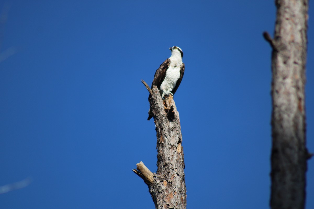 Osprey - ML427652591