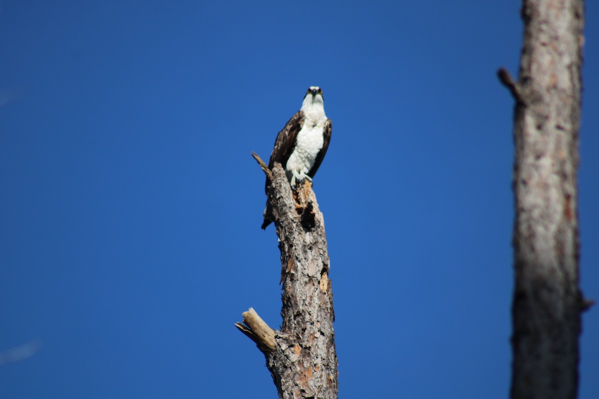 Osprey - ML427652651