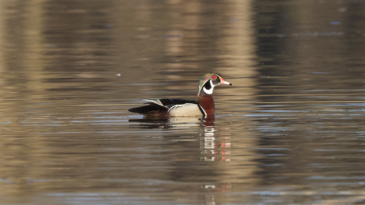 Wood Duck - ML427652781