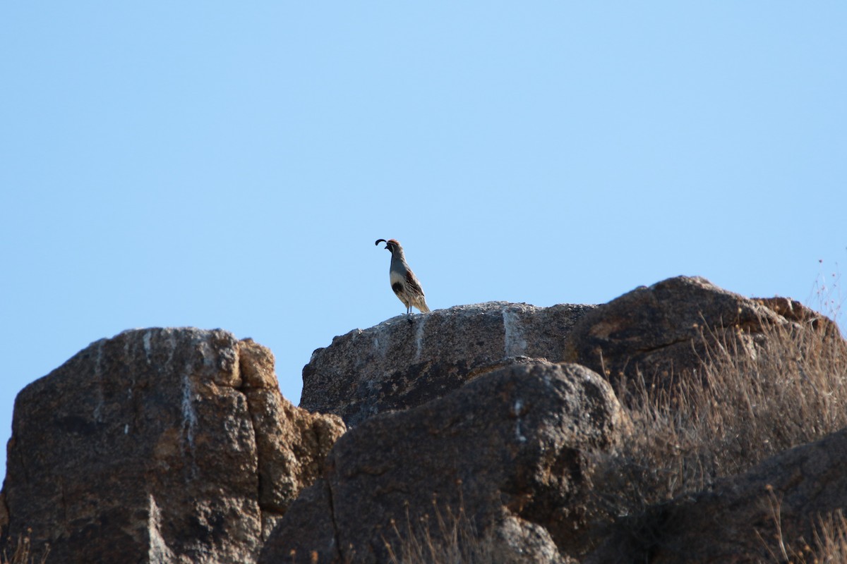 Gambel's Quail - Yoon Lee