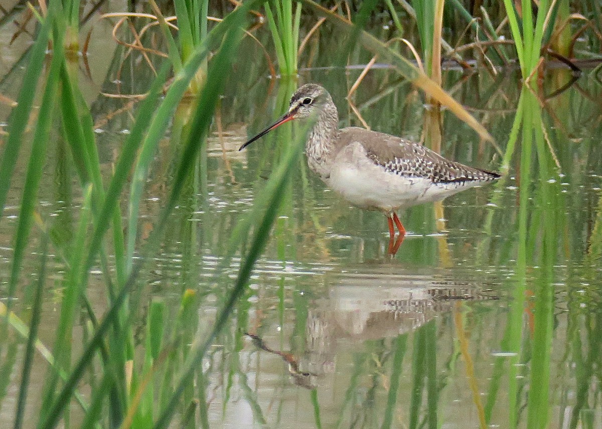 Spotted Redshank - Juan Pérez