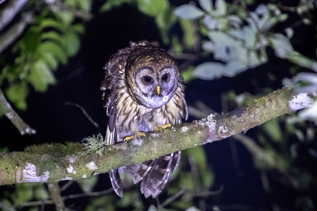 Fulvous Owl - ML427654991