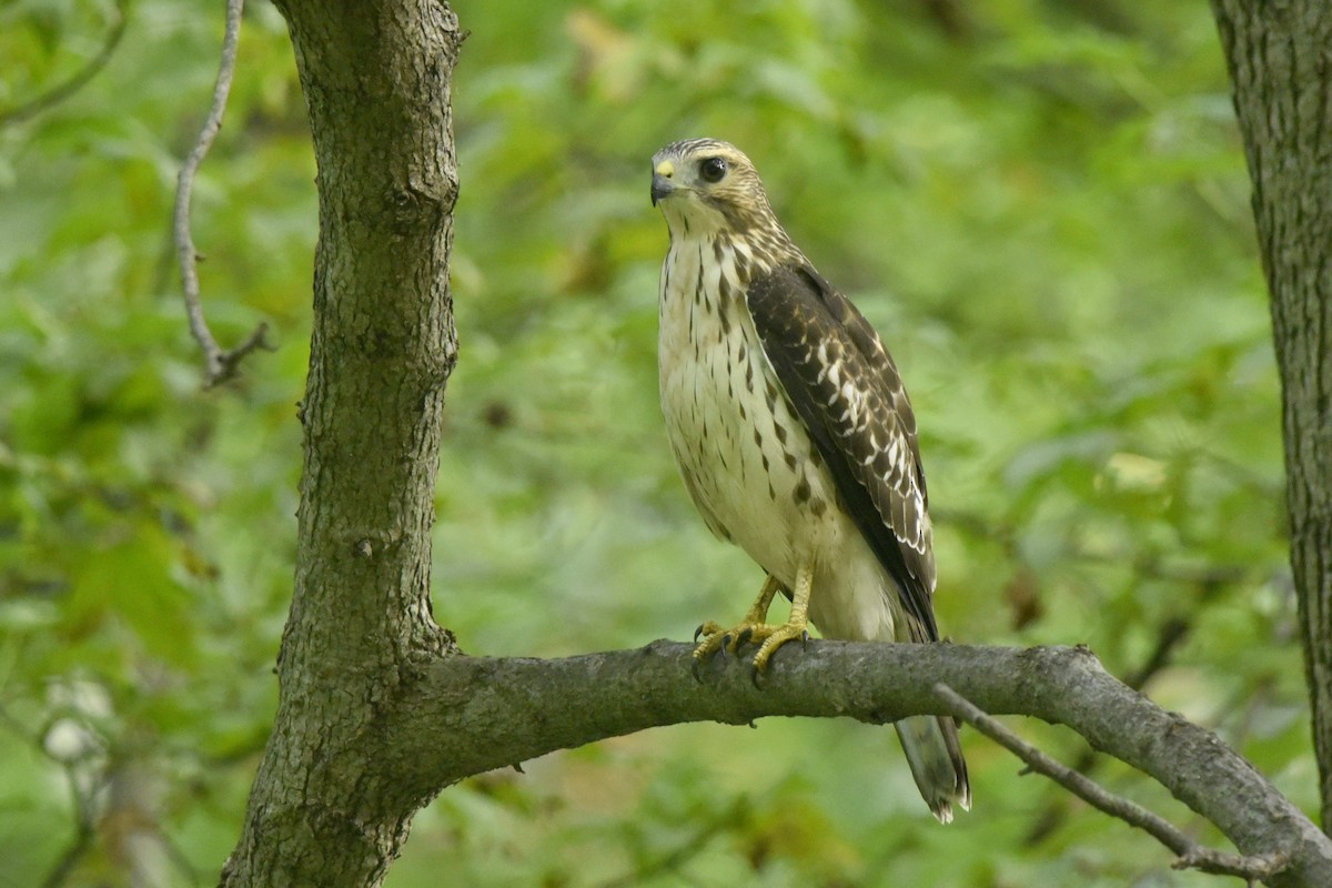 Broad-winged Hawk - Daniel Irons