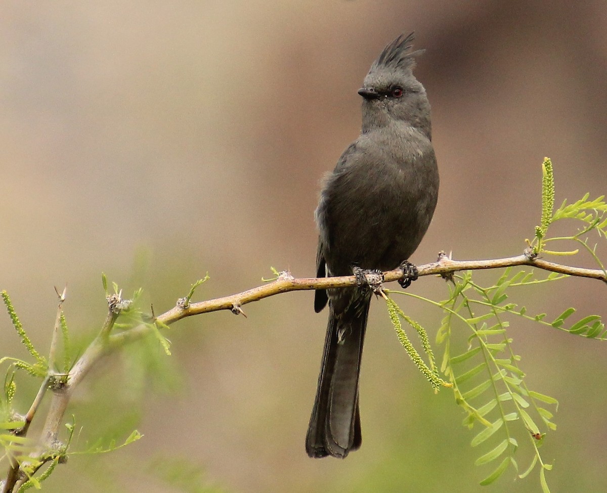 Phénopèple luisant - ML427656921