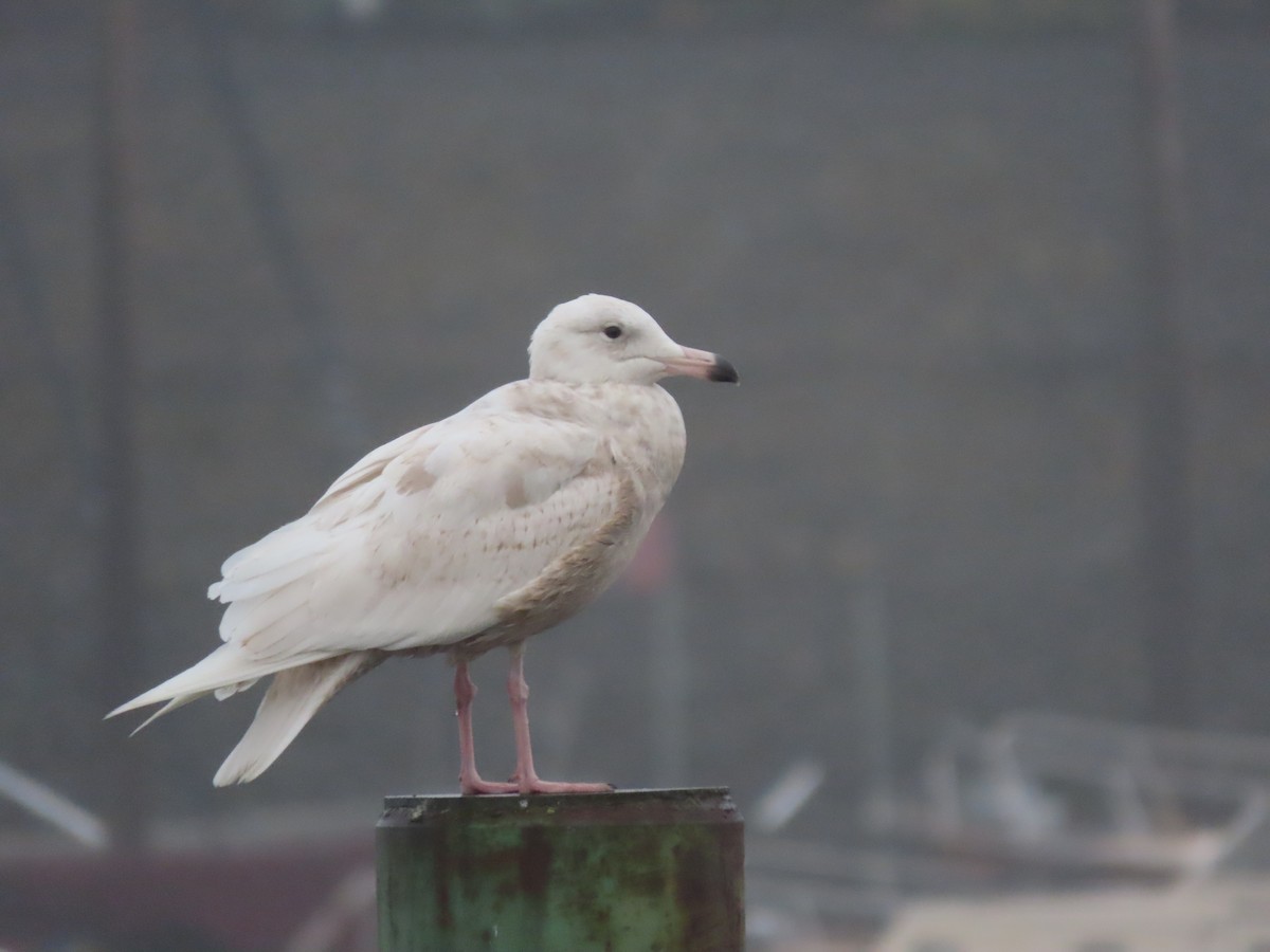 Glaucous Gull - ML427657071