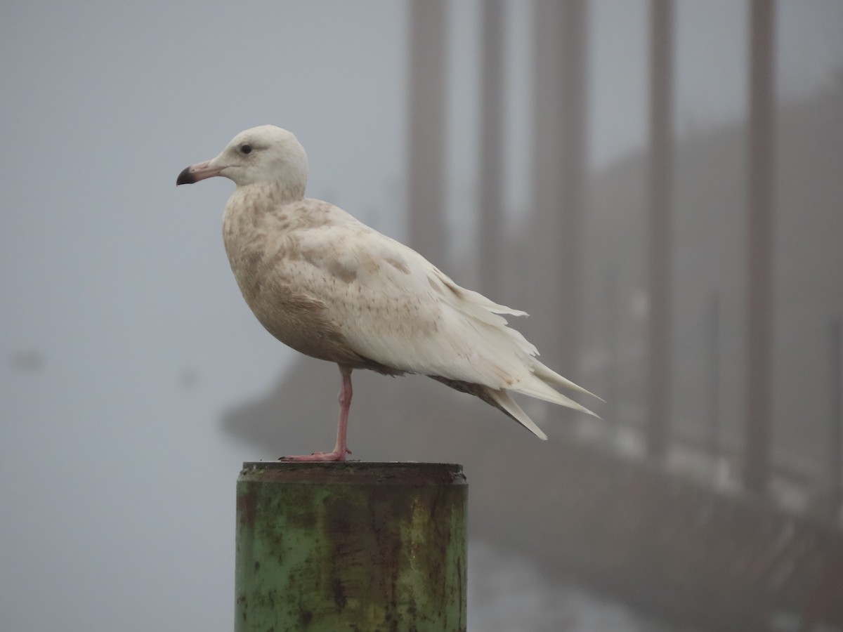 Glaucous Gull - ML427657091