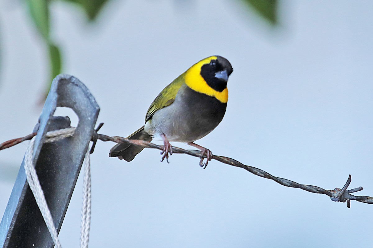 Cuban Grassquit - ML427657951