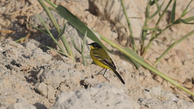 Western Yellow Wagtail (feldegg) - ML427658051