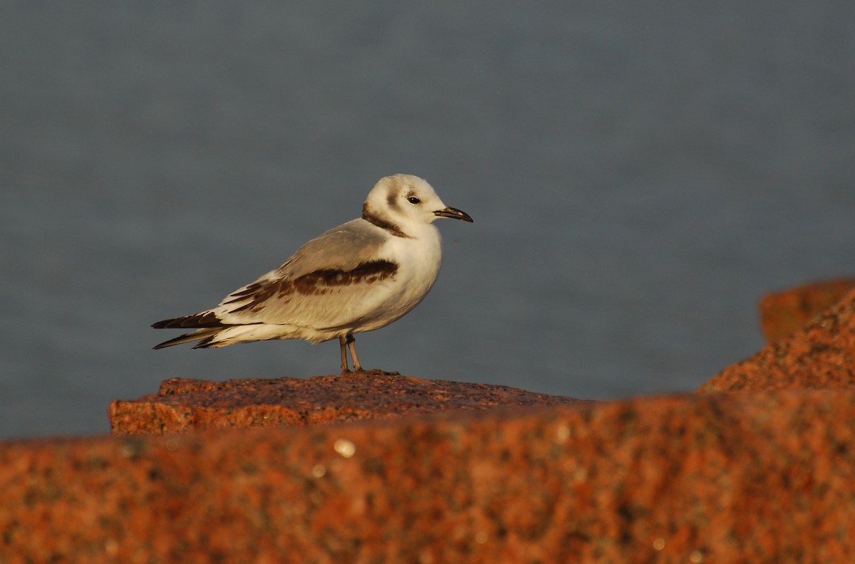 Black-legged Kittiwake - ML42765951