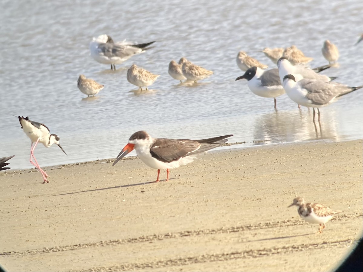 Black Skimmer - ML427660301