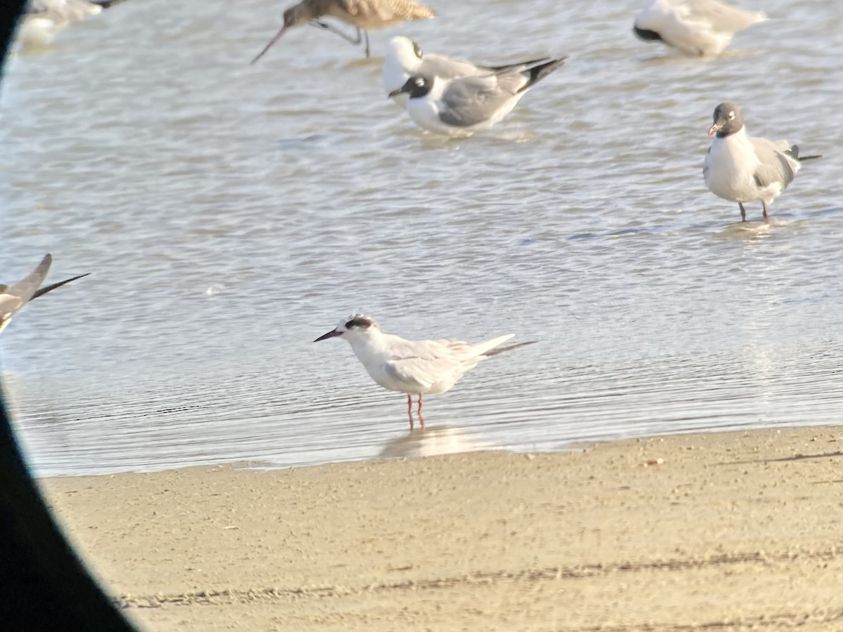 Forster's Tern - ML427660471