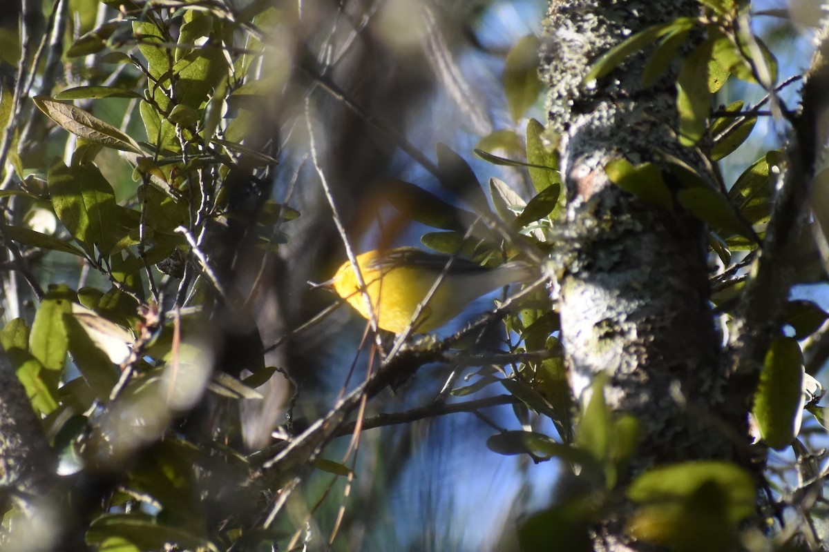 Prothonotary Warbler - ML427660511