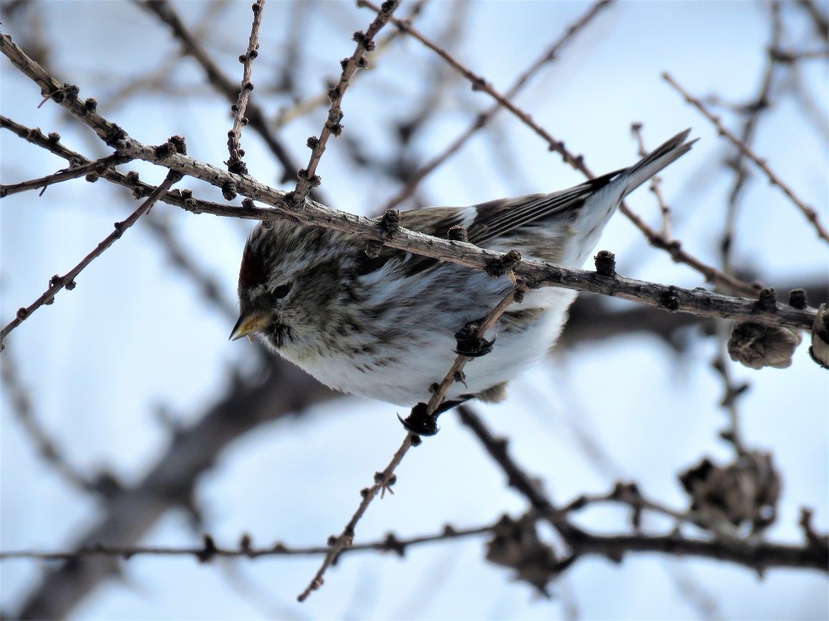 Common Redpoll - Jean-Denis Poulin