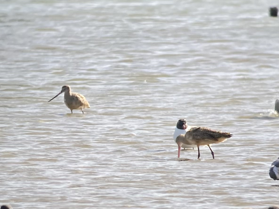 Marbled Godwit - ML427660991