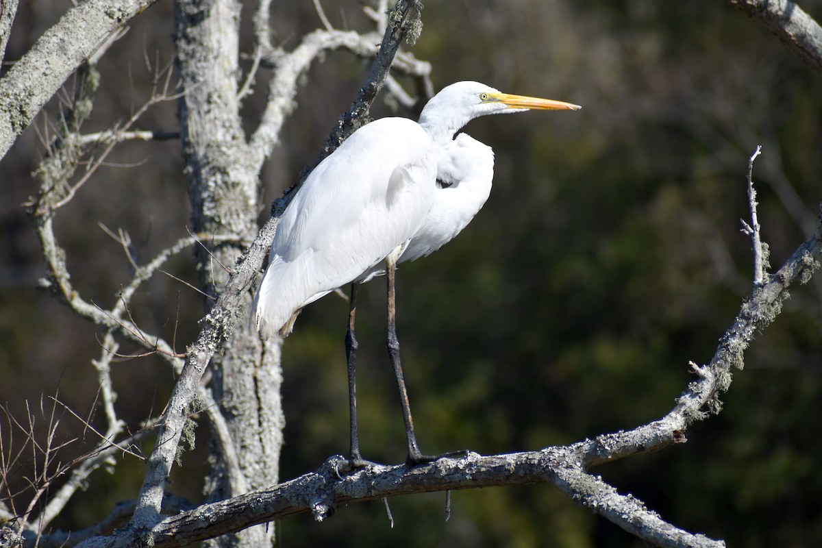 Great Egret - ML427661471