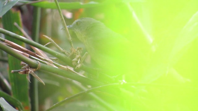 Pin-striped Tit-Babbler - ML427661651