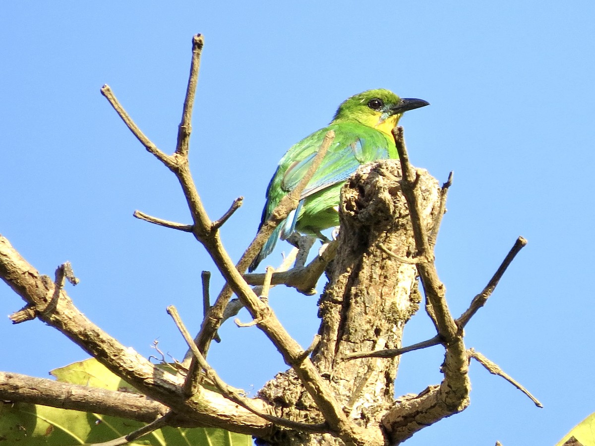 Yellow-throated Leafbird - GARY DOUGLAS