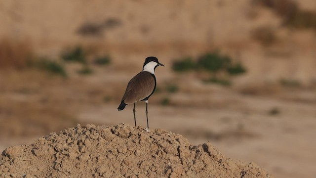 סיקסק - ML427663531