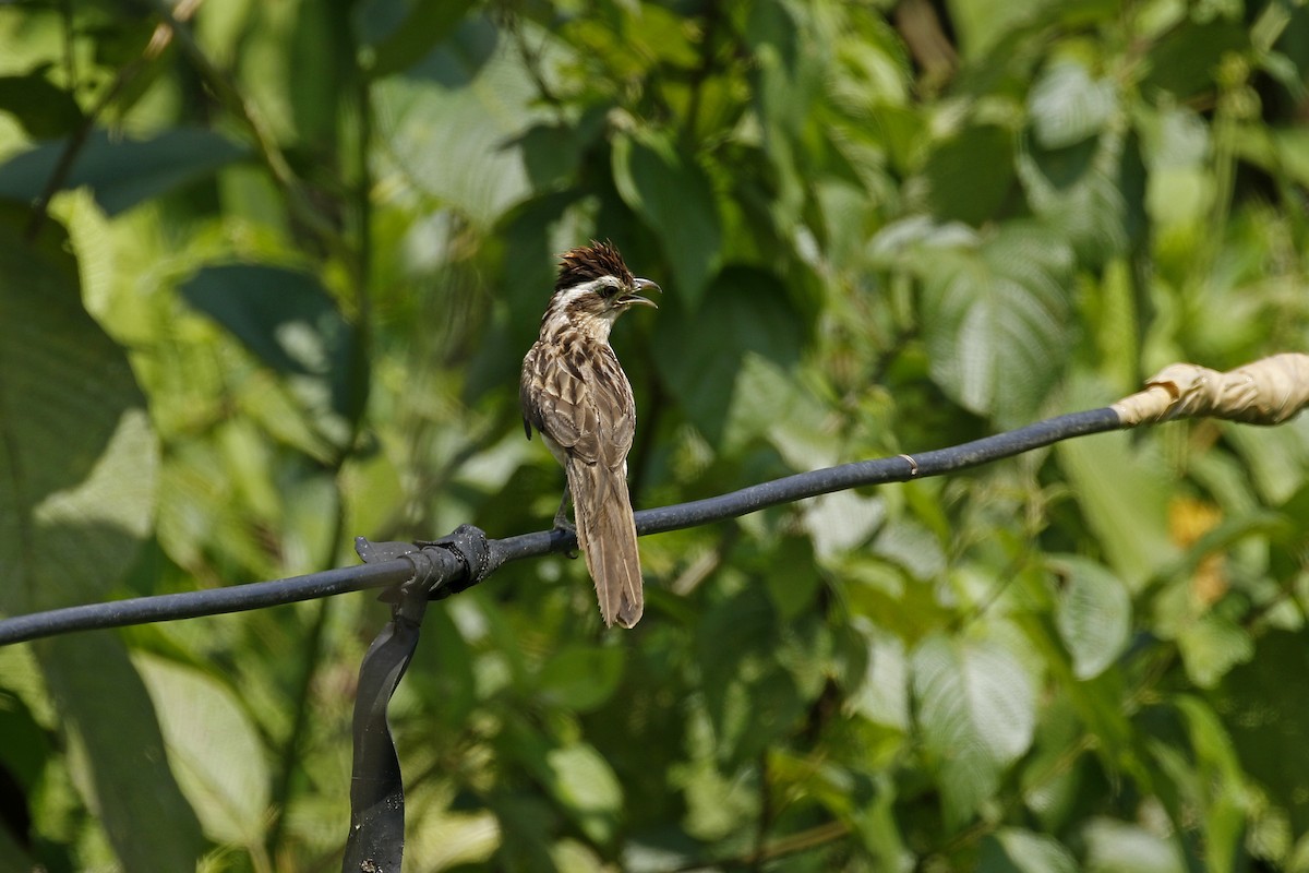 Striped Cuckoo - ML427664161