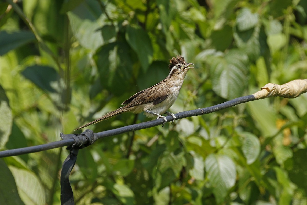 Striped Cuckoo - ML427664241