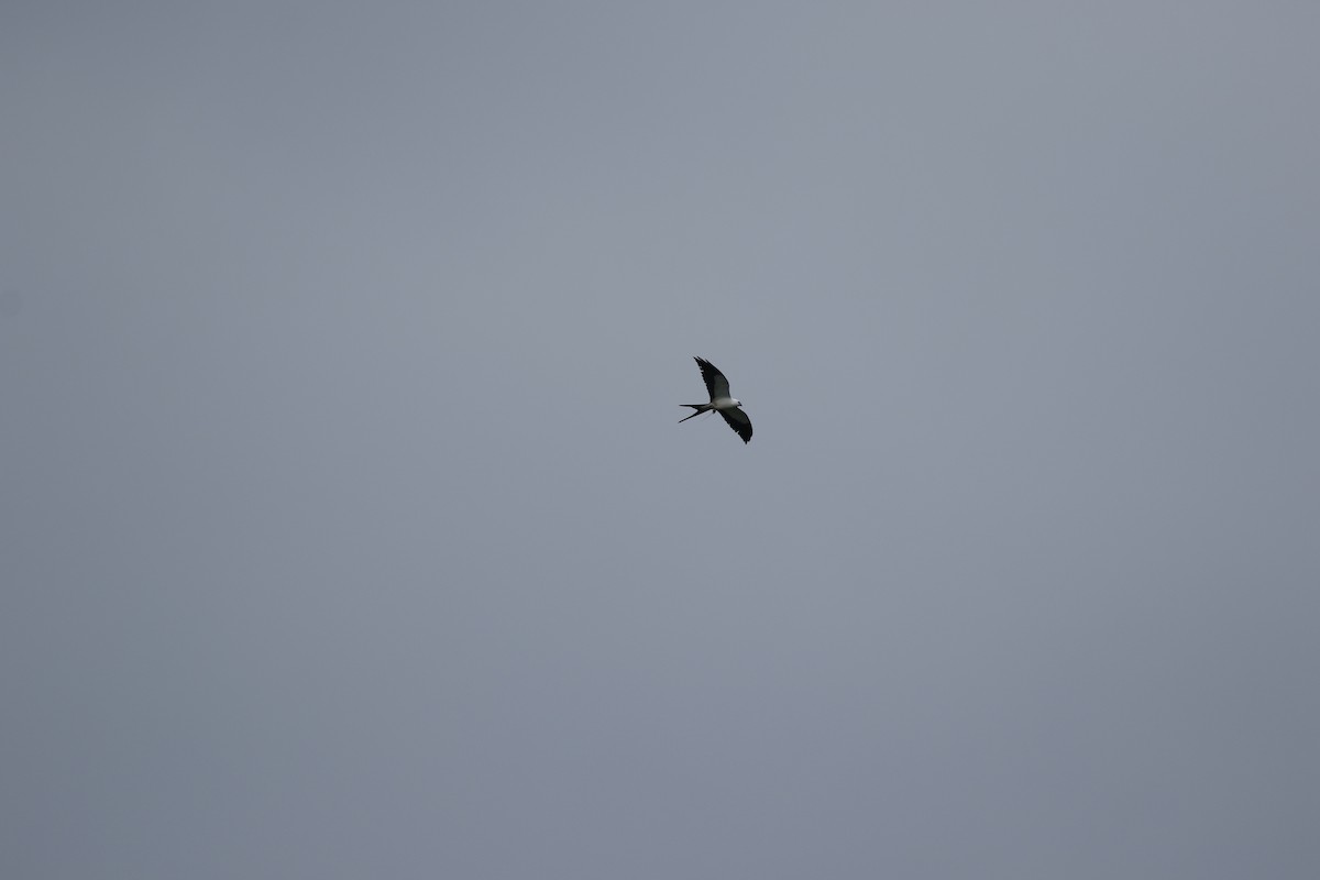 Swallow-tailed Kite - ML427664371